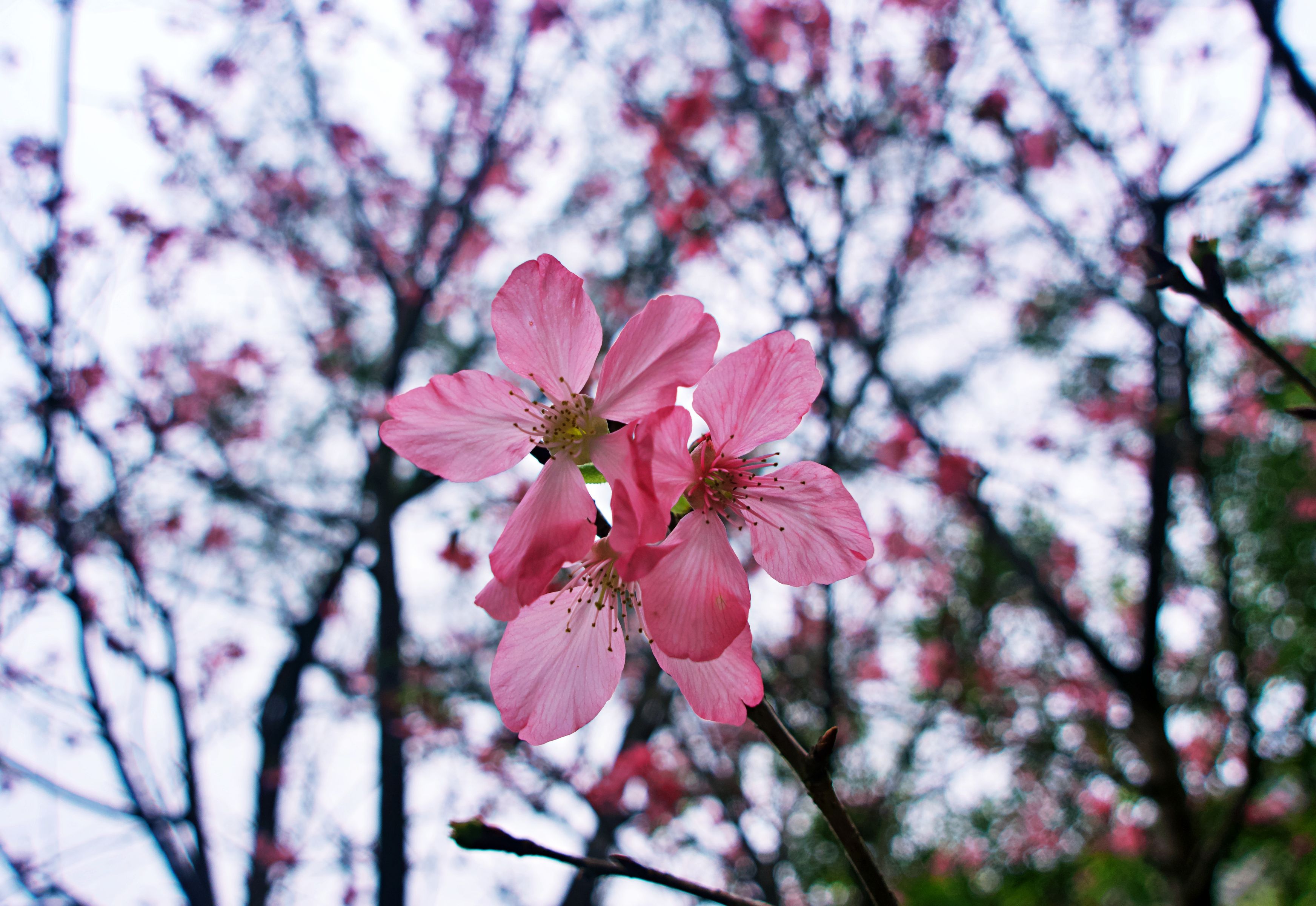 Alishan Cherry Blossom Tour: Bloom Dates, Highway 18 Control & Skipping the Leye Shuttle Queue (Updated Yearly)