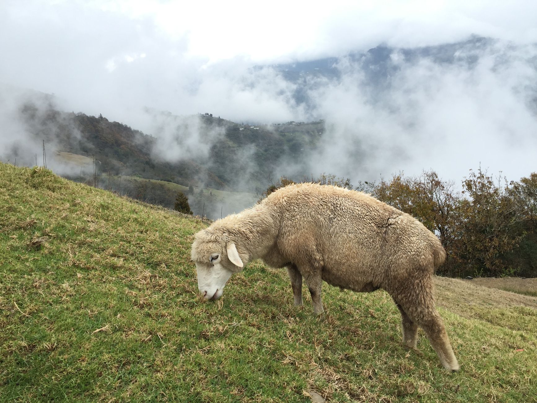 Cingjing Farm & Hehuanshan Day Tour: Green Green Grassland Sheep Show, Wuling & Sea of Clouds