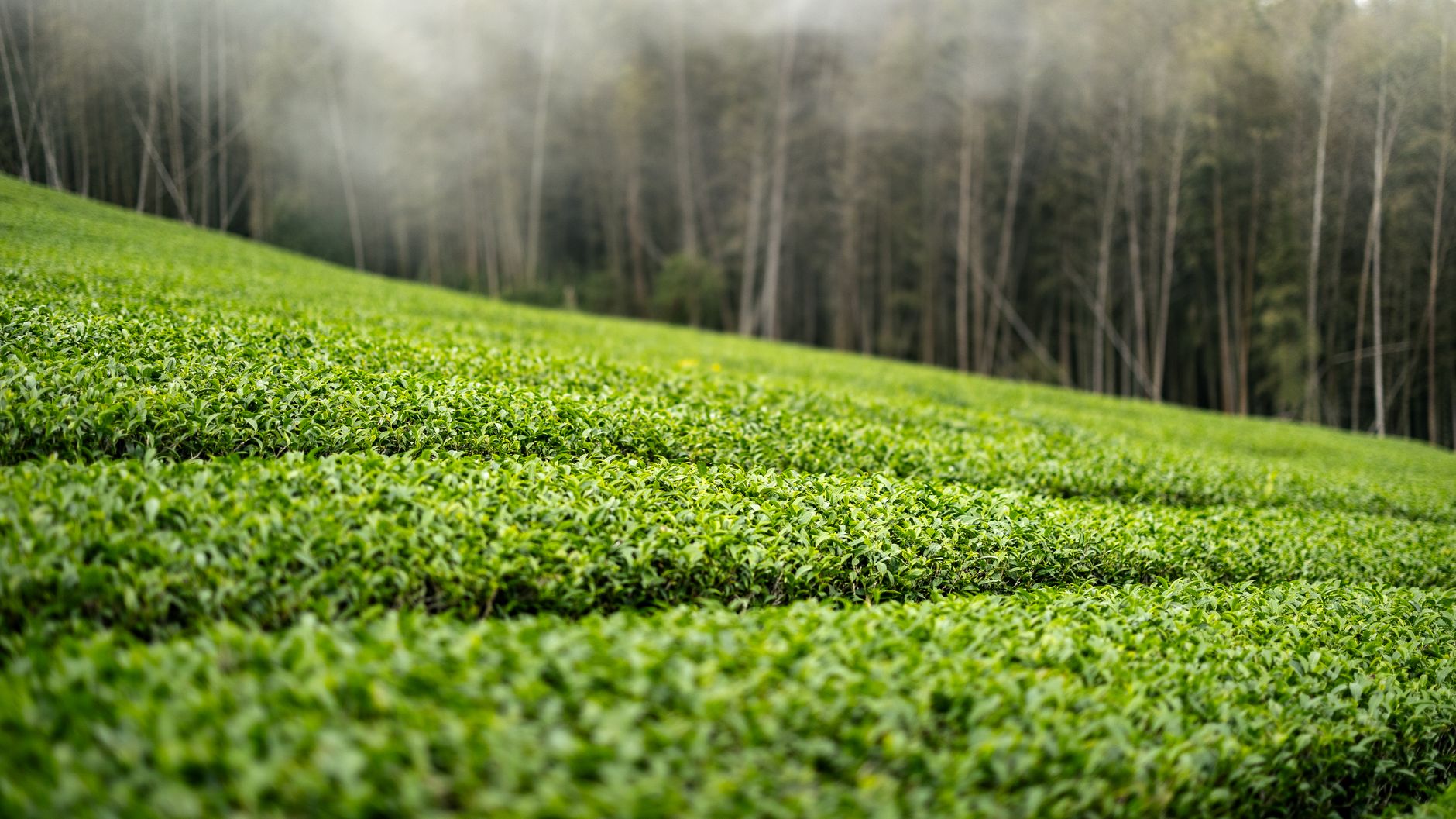 Taiwan Tea Culture Tour: Alishan High-Mountain Tea, Lugu Dongding & Pinglin Baozhong