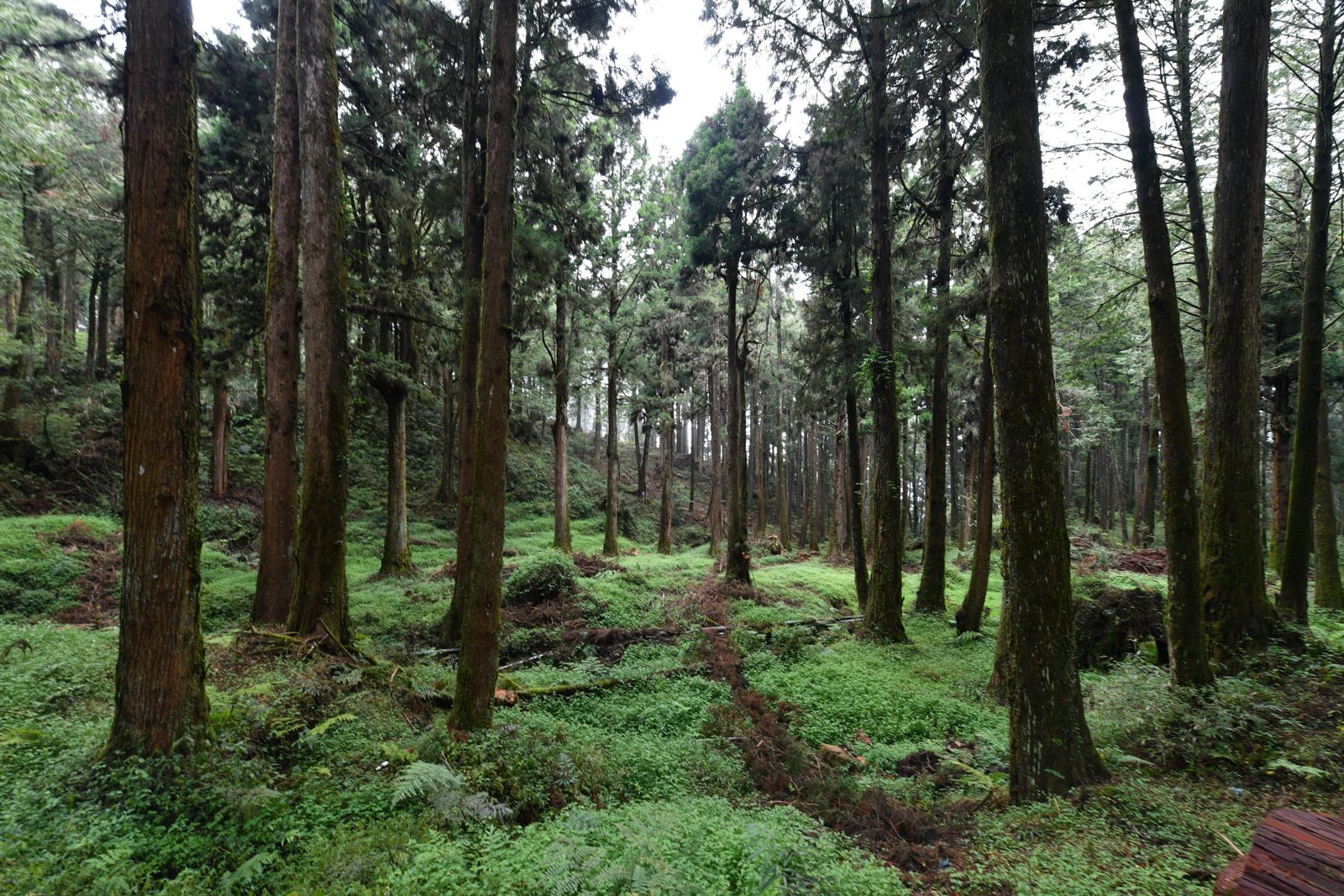 Xitou & Sun Link Sea Private Charter Day Tour｜Cool Forests, Monster Village & Sea of Clouds